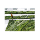 contesto verde artificiale della parete di 100cm ignifugo