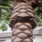 Alberi all'aperto del cocco dell'albero della vetroresina dell'albero della spiaggia artificiale del centro commerciale