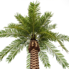 Albero di sguardo naturale artificiale della palma da datteri dei 5 tester per la decorazione