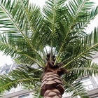 Grandi alberi di plastica artificiali della palma da datteri dell'albero alto all'aperto sempreverde economico della palma da datteri per il giardino