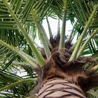 Grande palma decorativa all'aperto Canada/palma da datteri di plastica/palme artificiali