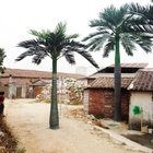 Re reale cubano artificiale decorativo Palm Small Tree di altezza su ordine di 6.3m