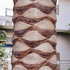 Diritto panno di seta della pianta artificiale della noce di cocco di 10.5m per all'aperto