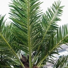 Diritto panno di seta della pianta artificiale della noce di cocco di 10.5m per all'aperto