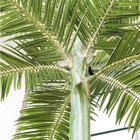 8m hanno acceso la protezione uv delle palme del tronco artificiale della vetroresina
