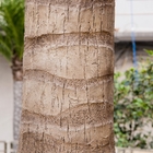 gelata degli alberi artificiali all'aperto del cocco di 4.5m anti