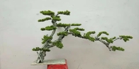 Alberi verdi artificiali di Dajia 1m, albero falso realistico dei bonsai per il giardino