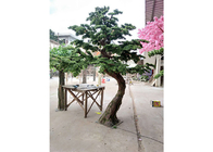 albero dell'interno artificiale del Podocarpus di 1m, nessun Cedar Bonsai Tree artificiale nocivo